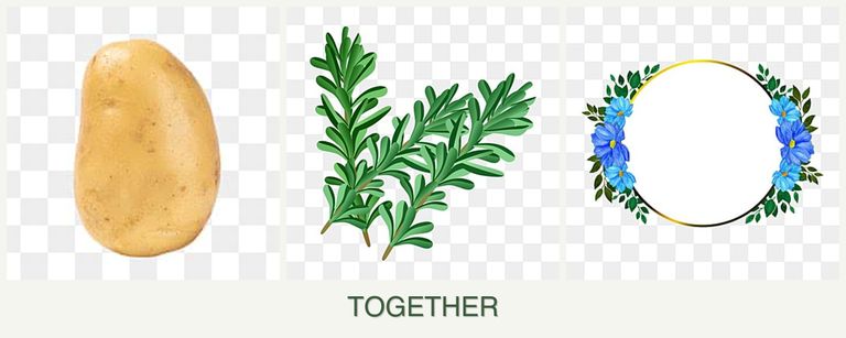 Can you plant potatoes, rosemary and zinnias together?