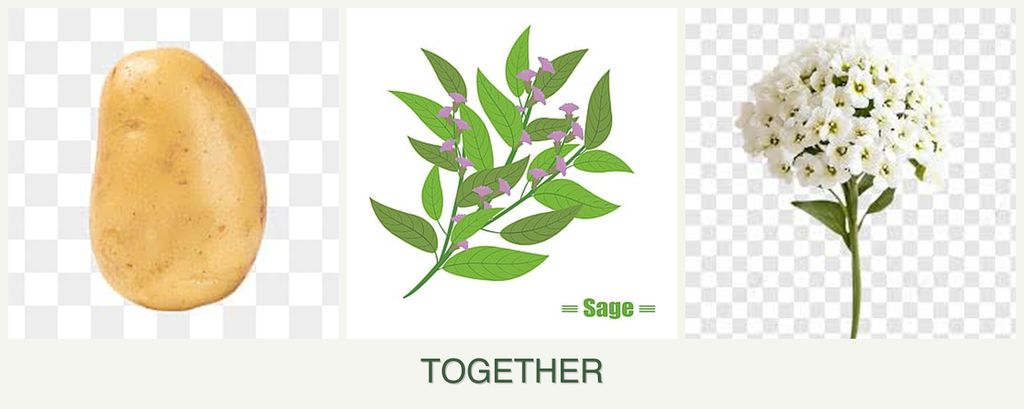 Can you plant potatoes, sage and alyssum together?