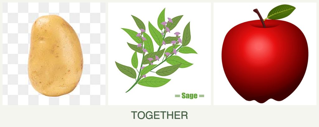 Can you plant potatoes, sage and apples together?