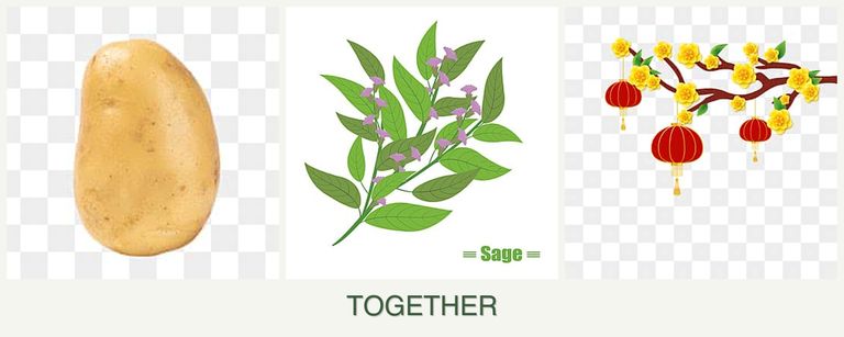 Can you plant potatoes, sage and apricots together?
