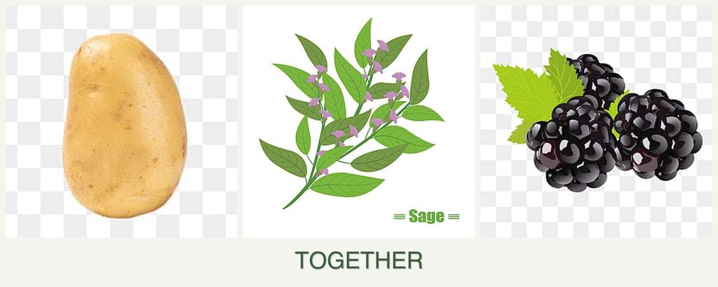 Can you plant potatoes, sage and blackberries together?