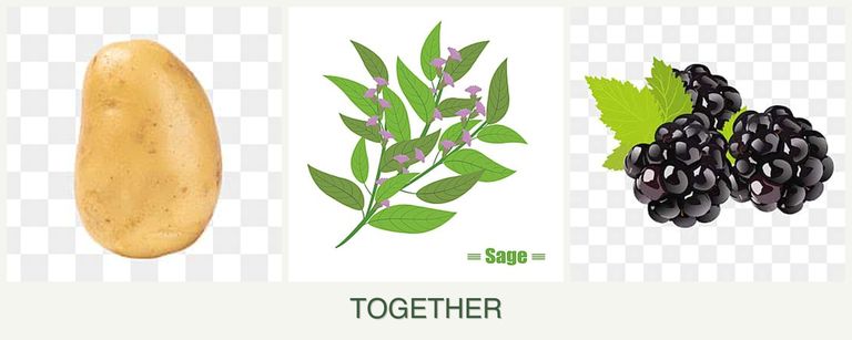Can you plant potatoes, sage and blackberries together?