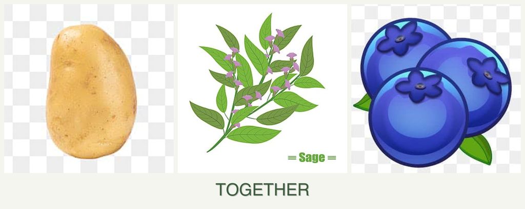 Can you plant potatoes, sage and blueberries together?