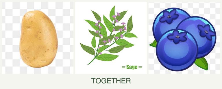 Can you plant potatoes, sage and blueberries together?