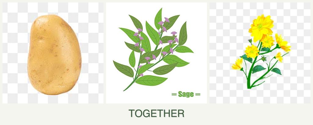 Can you plant potatoes, sage and calendula together?