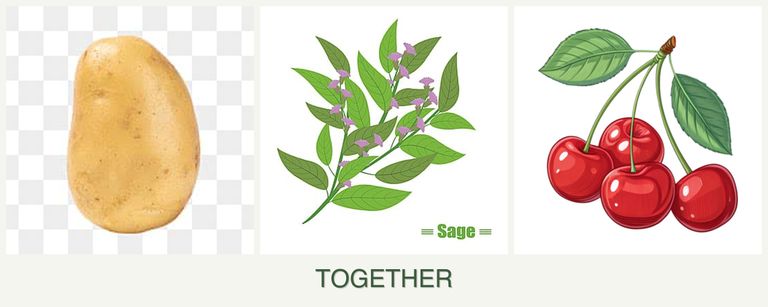 Can you plant potatoes, sage and cherries together?