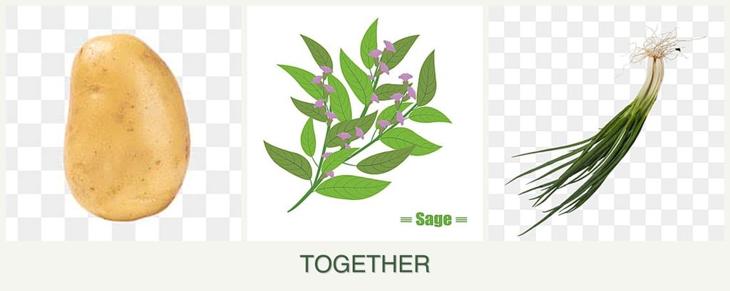 Can you plant potatoes, sage and chives together?