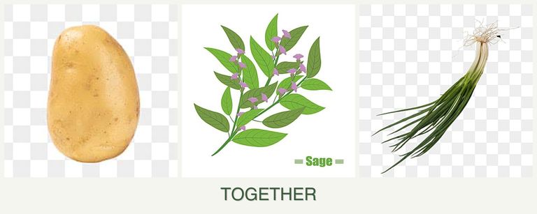 Can you plant potatoes, sage and chives together?