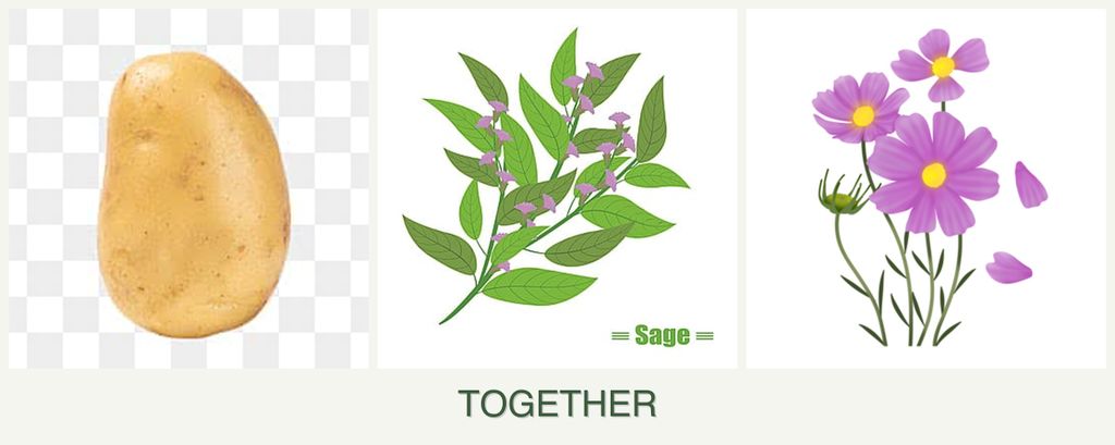 Can you plant potatoes, sage and cosmos together?