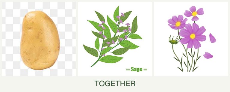 Can you plant potatoes, sage and cosmos together?