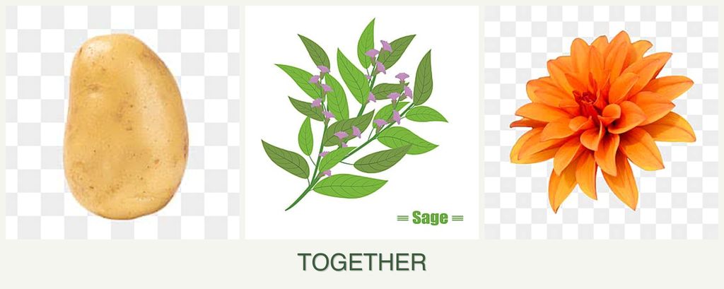 Can you plant potatoes, sage and dahlias together?