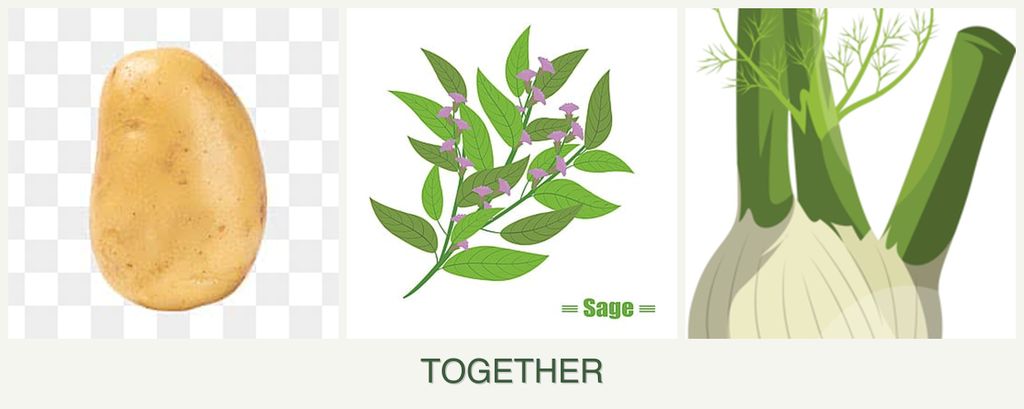 Can you plant potatoes, sage and fennel together?