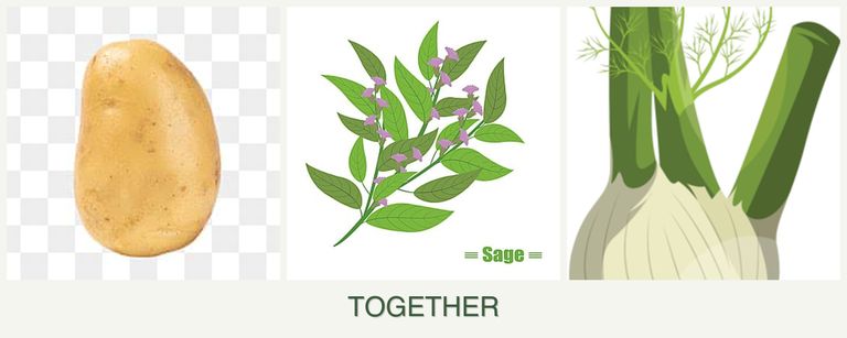 Can you plant potatoes, sage and fennel together?