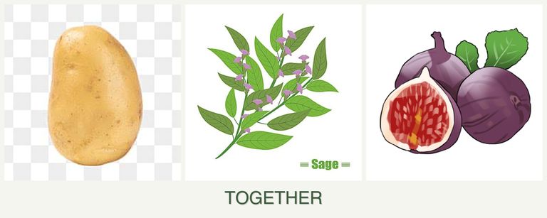 Can you plant potatoes, sage and figs together?