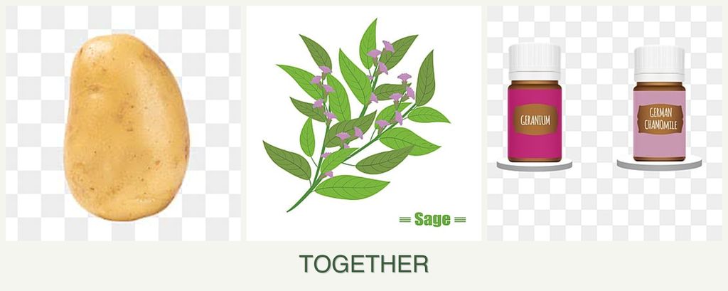 Can you plant potatoes, sage and geraniums together?