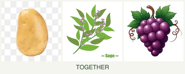 Can you plant potatoes, sage and grapes together?
