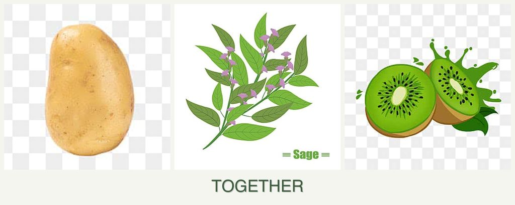 Can you plant potatoes, sage and kiwi together?