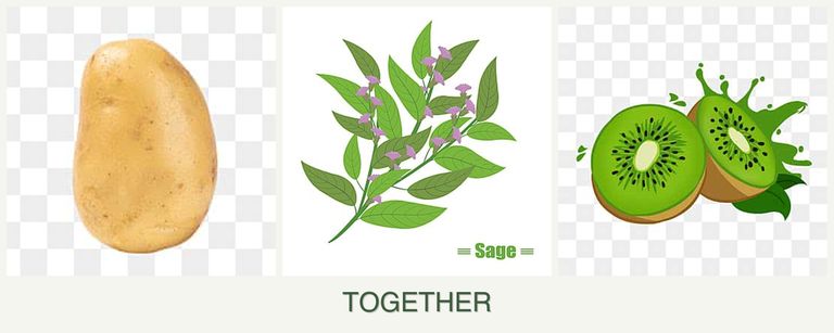 Can you plant potatoes, sage and kiwi together?