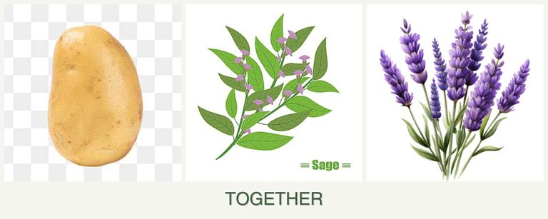 Can you plant potatoes, sage and lavender together?