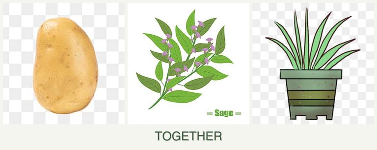 Can you plant potatoes, sage and lemongrass together?