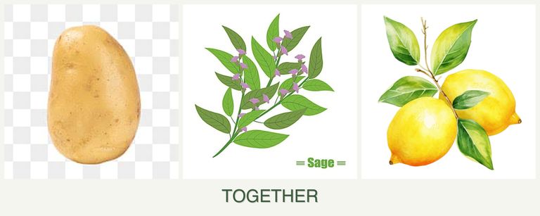 Can you plant potatoes, sage and lemons together?