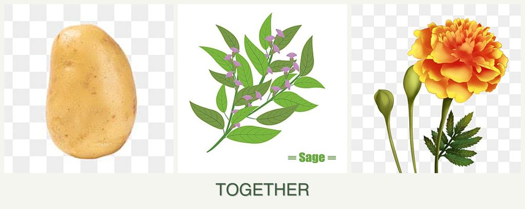Can you plant potatoes, sage and marigolds together?