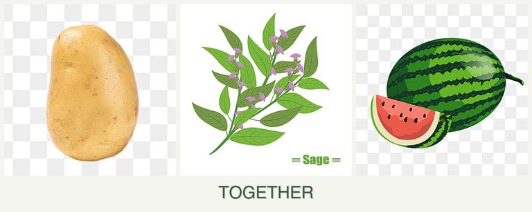Can you plant potatoes, sage and melons together?