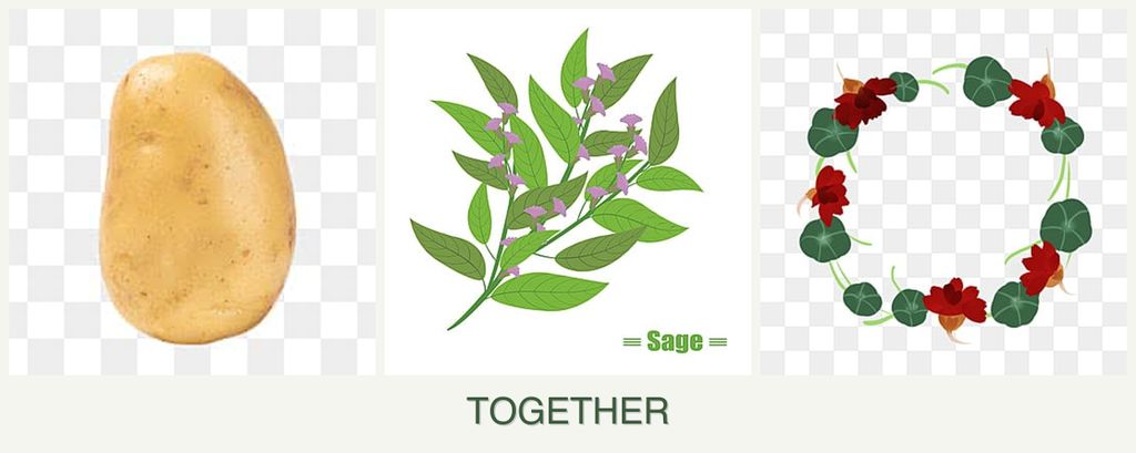 Can you plant potatoes, sage and nasturtiums together?