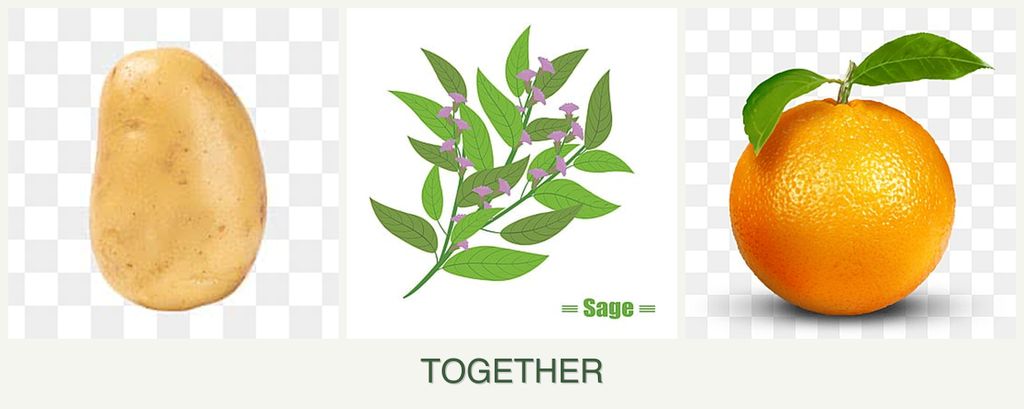 Can you plant potatoes, sage and oranges together?