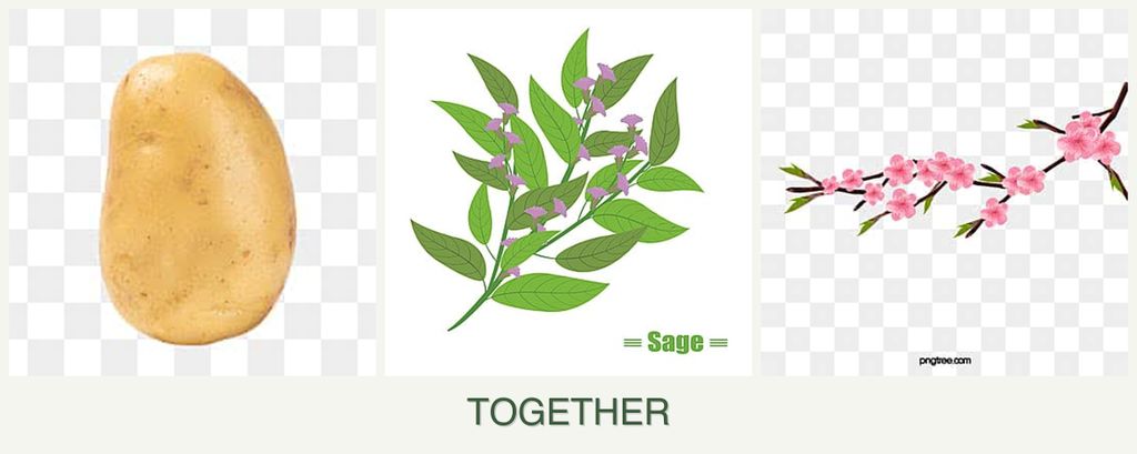 Can you plant potatoes, sage and peaches together?