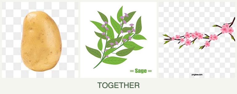 Can you plant potatoes, sage and peaches together?