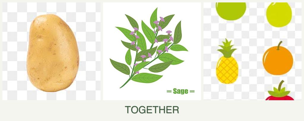 Can you plant potatoes, sage and pears together?