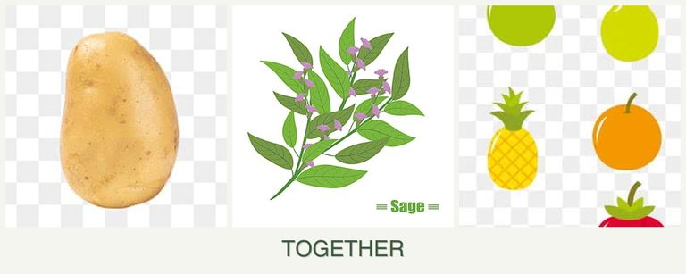 Can you plant potatoes, sage and pears together?