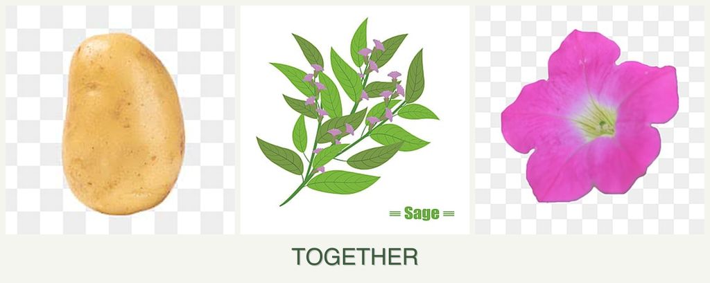 Can you plant potatoes, sage and petunias together?