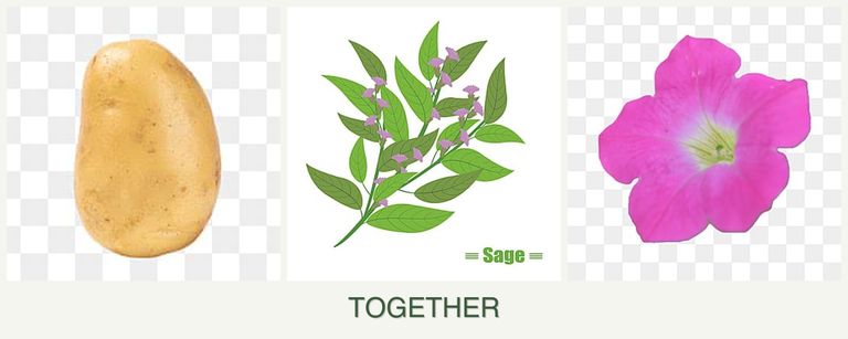 Can you plant potatoes, sage and petunias together?