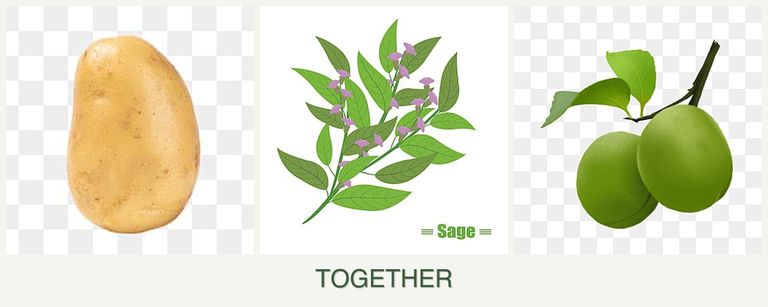 Can you plant potatoes, sage and plums together?