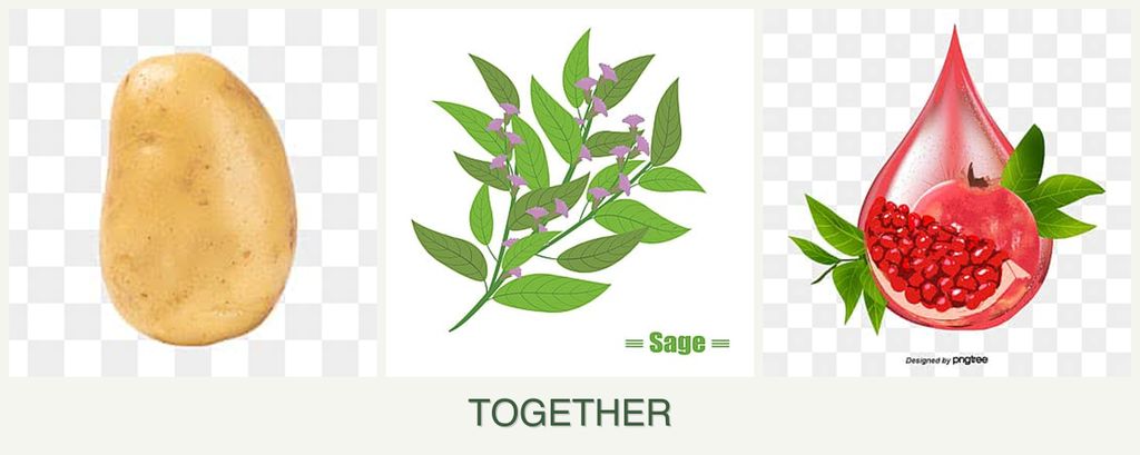 Can you plant potatoes, sage and pomegranates together?