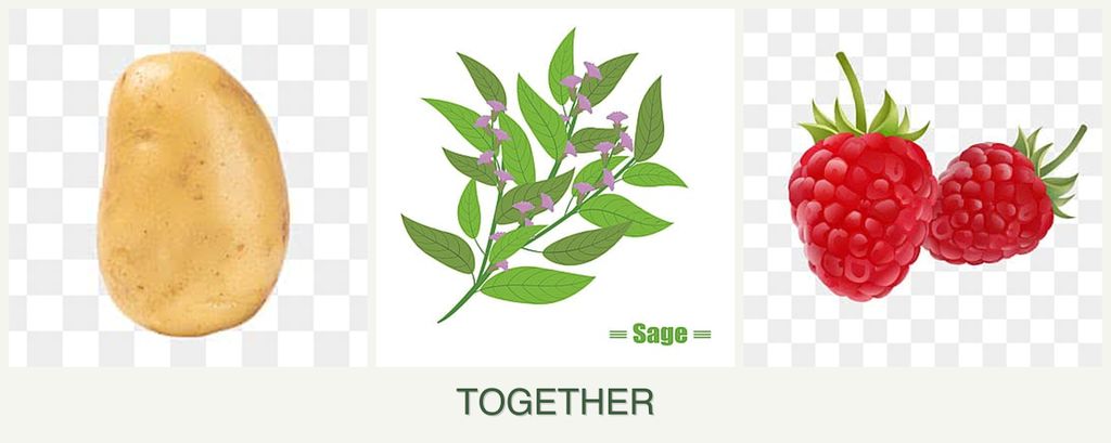 Can you plant potatoes, sage and raspberries together?