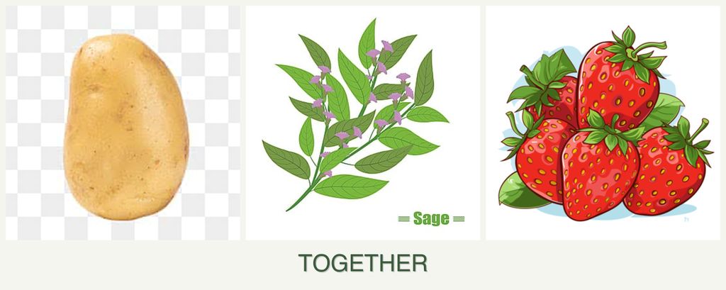 Can you plant potatoes, sage and strawberries together?