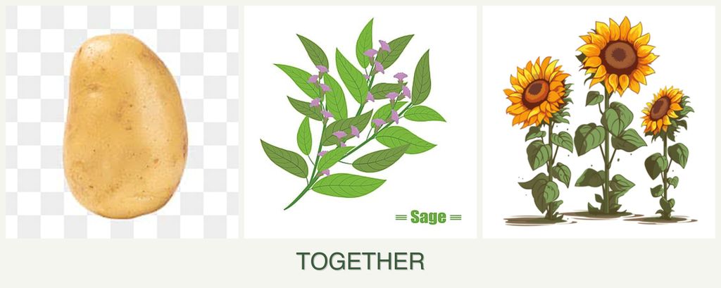 Can you plant potatoes, sage and sunflowers together?