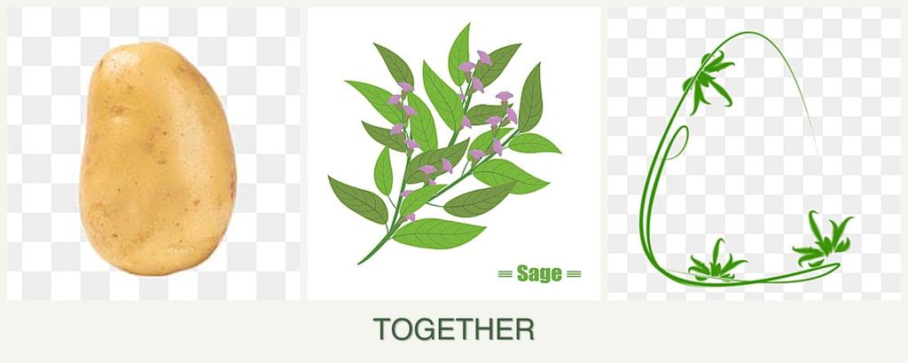 Can you plant potatoes, sage and tarragon together?
