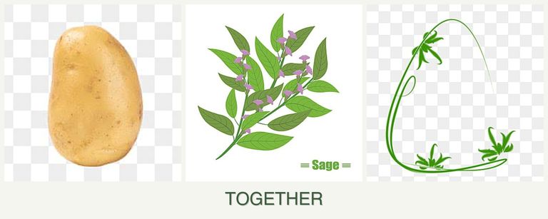 Can you plant potatoes, sage and tarragon together?