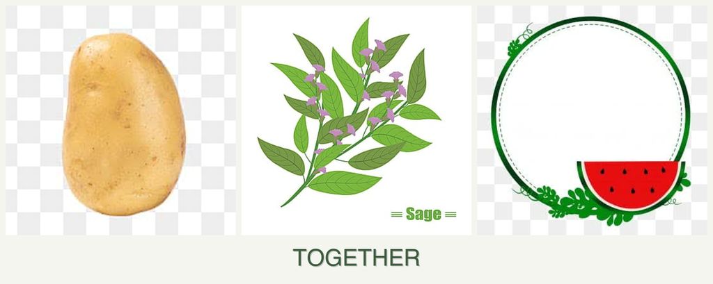 Can you plant potatoes, sage and watermelons together?