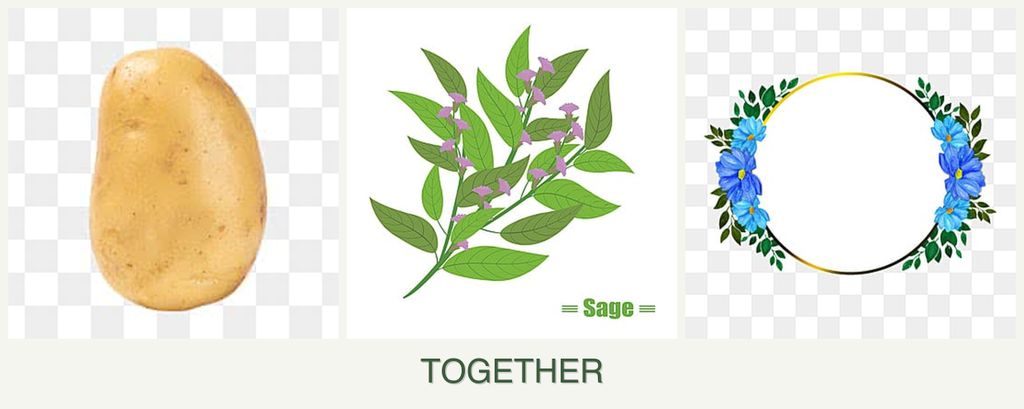 Can you plant potatoes, sage and zinnias together?
