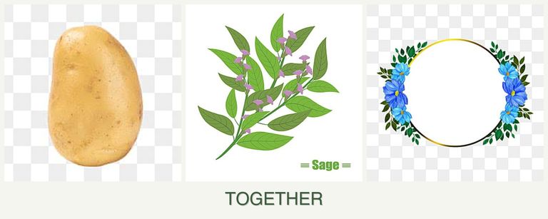 Can you plant potatoes, sage and zinnias together?