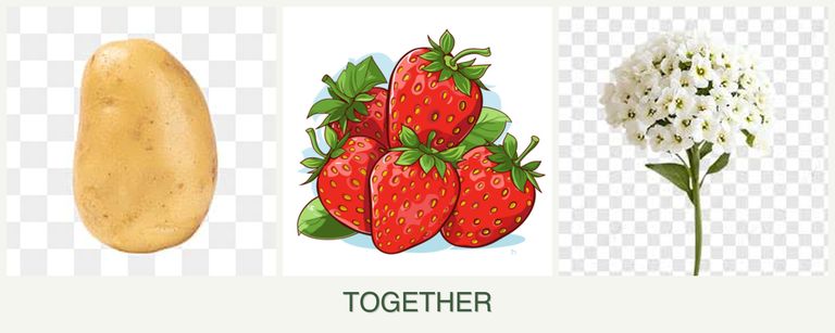 Can you plant potatoes, strawberries and alyssum together?