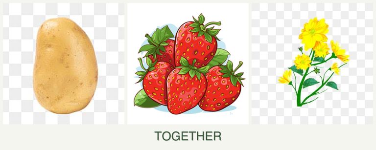 Can you plant potatoes, strawberries and calendula together?