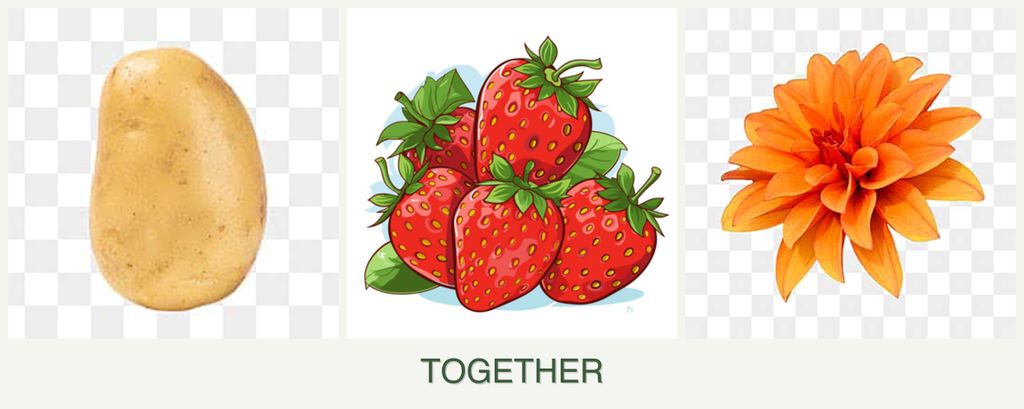 Can you plant potatoes, strawberries and dahlias together?