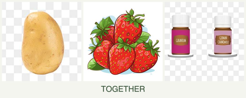 Can you plant potatoes, strawberries and geraniums together?