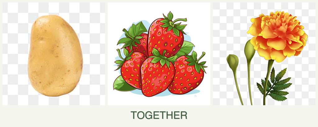 Can you plant potatoes, strawberries and marigolds together?
